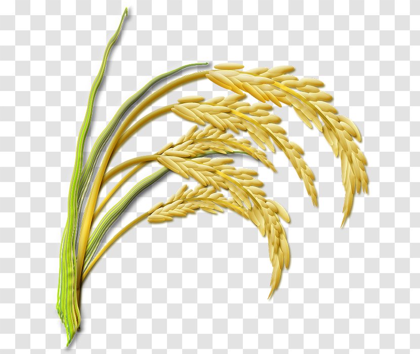 Cereal Rice 稲刈り Gabah 常盤村 養鶏農業協同組合 - Grass Family Transparent PNG