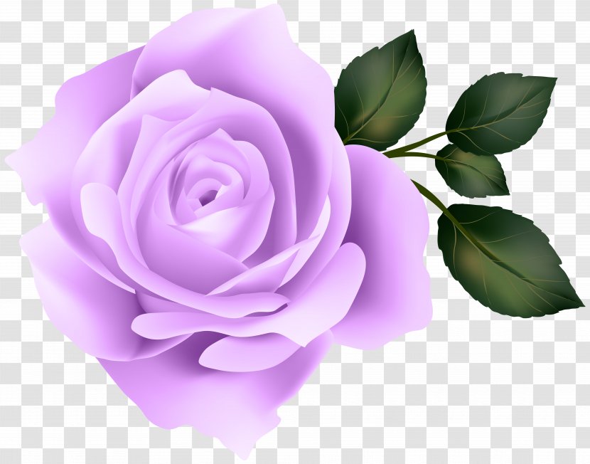 Rose Yellow Clip Art - Purple Image Transparent PNG
