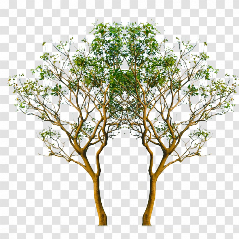 Image Transparency Twig - Plant - Img_tree Symbol Transparent PNG