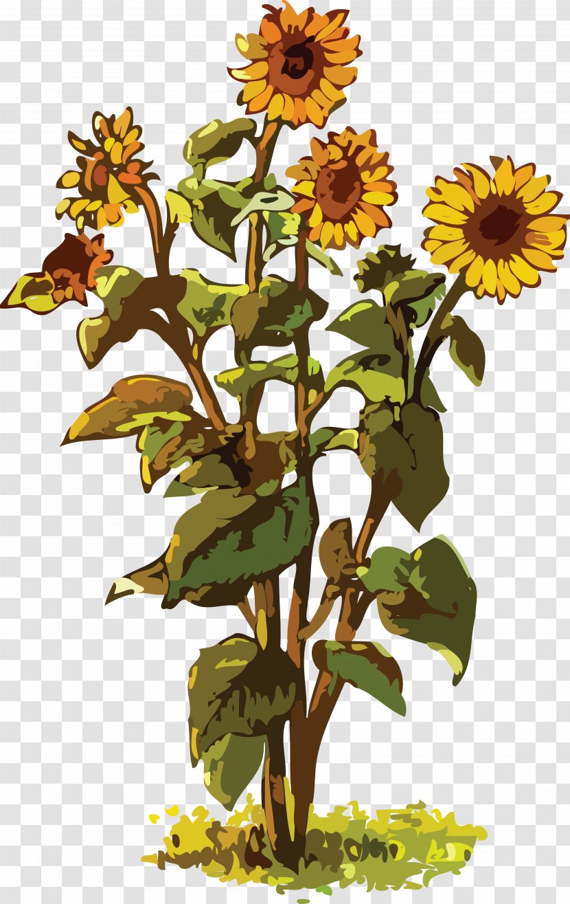 Common Sunflower Drawing Clip Art - Flowering Plant - Sunflowers Transparent PNG