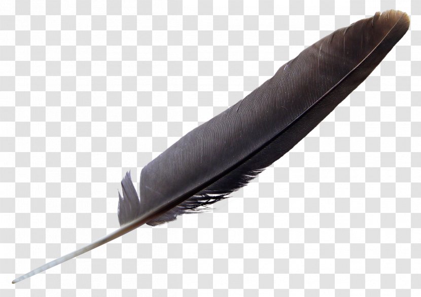 Bird Feather Transparent PNG