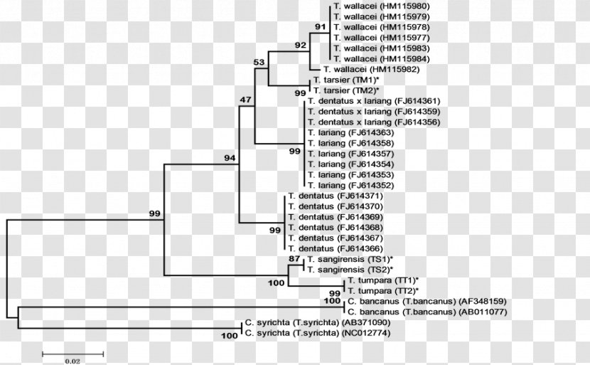 Primate Phylogenetic Tree Philippine Tarsier Phylogenetics Spectral - Plan Transparent PNG