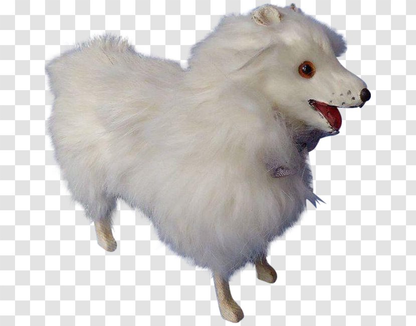 German Spitz Klein Mittel Japanese Pomeranian American Eskimo Dog - Breed Transparent PNG