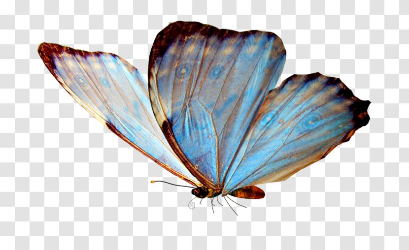 Glasswing Butterfly Valley, Fethiye Clip Art - Cithaerias Pireta Transparent PNG
