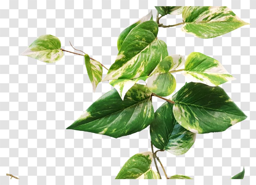 Pothos Garland Leaf Plant Stem Herb - Green Faux Berry Branch Transparent PNG