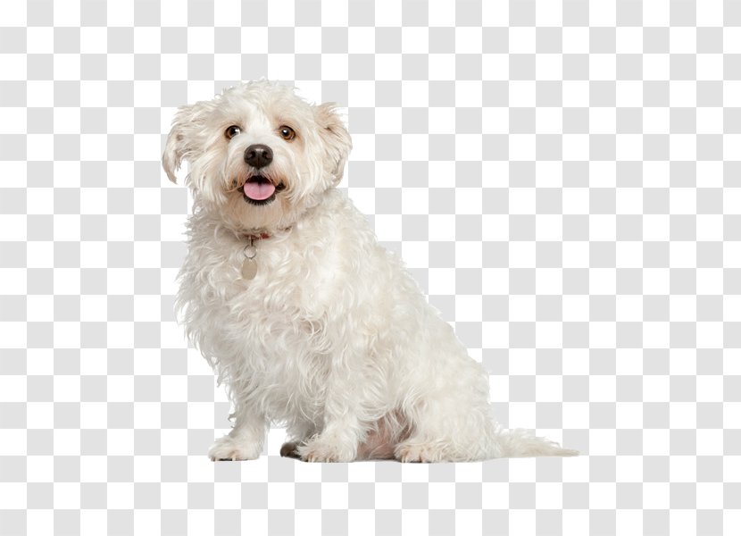 Maltese Dog Poodle Pug Shih Tzu Bichon Frise - Creative Pet Dogs Transparent PNG
