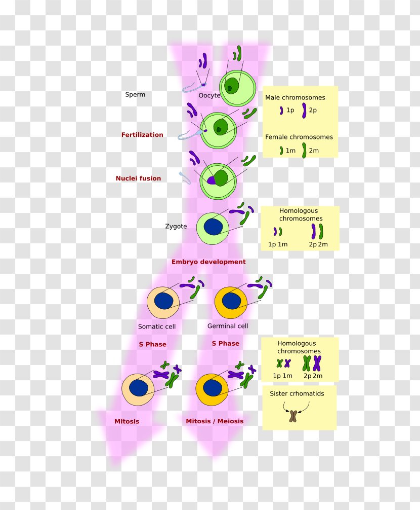 Mitosis And Meiosis Cell Chromosome - Histologia Vegetal - Organism Transparent PNG