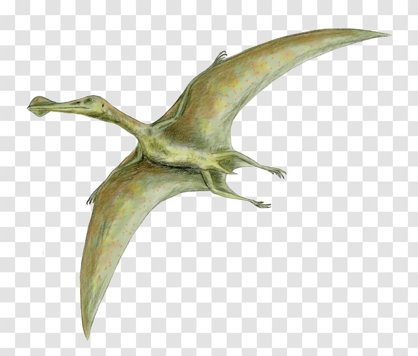 Dinosaur Size Quetzalcoatlus Flight Pterosaurs Rhamphorhynchus - Bird Transparent PNG
