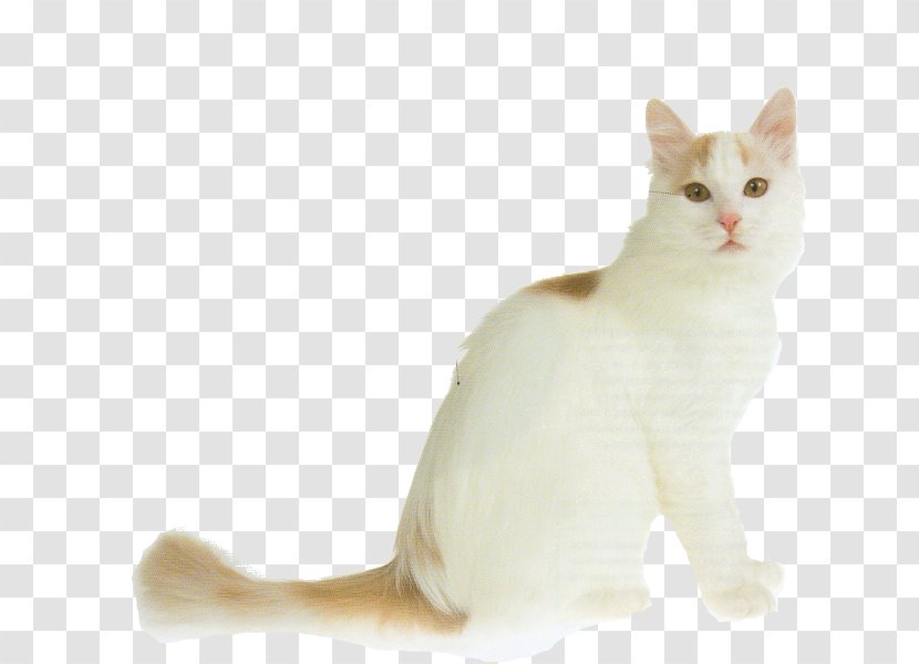 Turkish Van Angora Cat British Shorthair Longhair - Burmilla - Kitten Transparent PNG