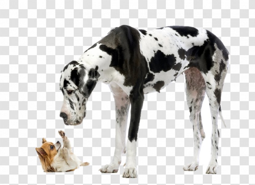 Puppy Chihuahua St. Bernard Great Dane Purebred Dog - Bark Transparent PNG