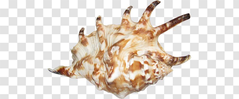 Seashell Sea Snail Conch Shankha Transparent PNG