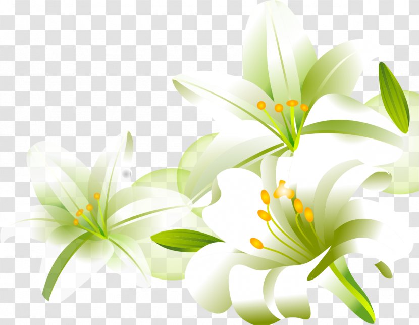Lilium Download Cartoon - Lily - Hand-painted Transparent PNG