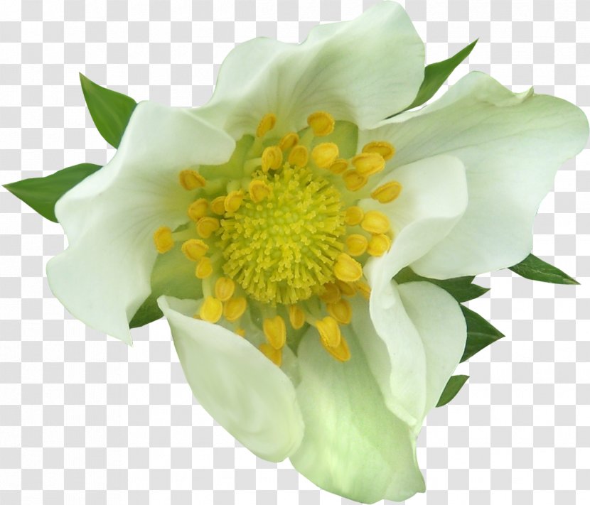 Flower Photography Clip Art - Flowering Plant - Artichokes Transparent PNG