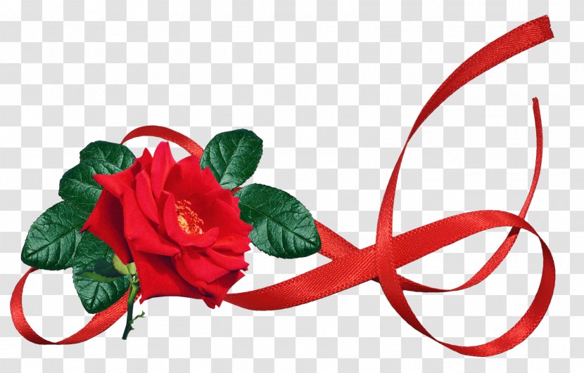 Ribbon Gift Garden Roses Image - Rose Transparent PNG