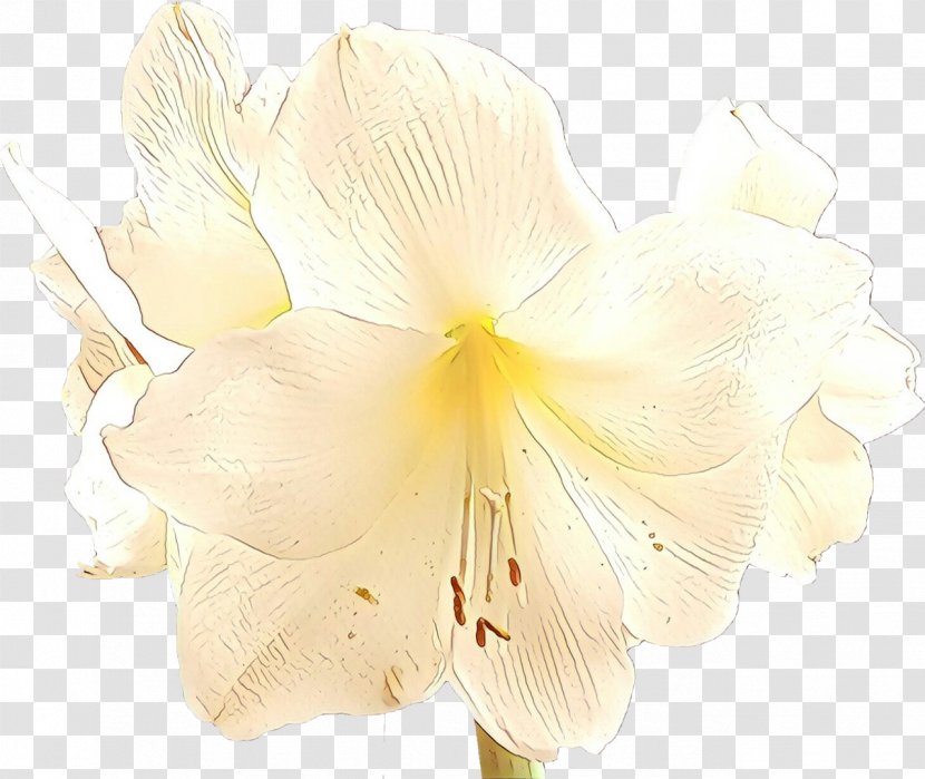 Cut Flowers Moth Orchids Jersey Lily Petal - Amaryllis Transparent PNG