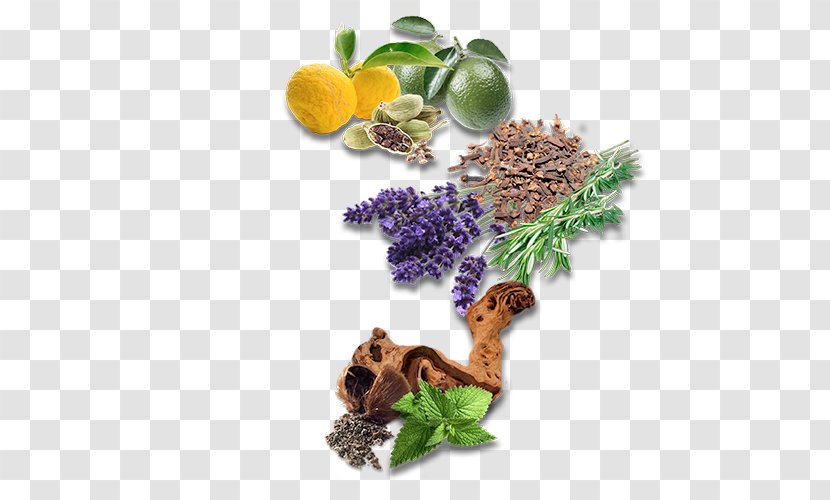 English Lavender Herbalism Recipe Milliliter - Organism - Bergamot Transparent PNG