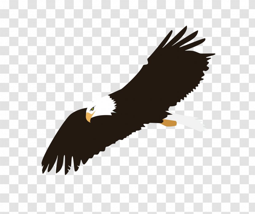 Eagle Flight Bald Clip Art - Fauna - Soaring Image Transparent PNG