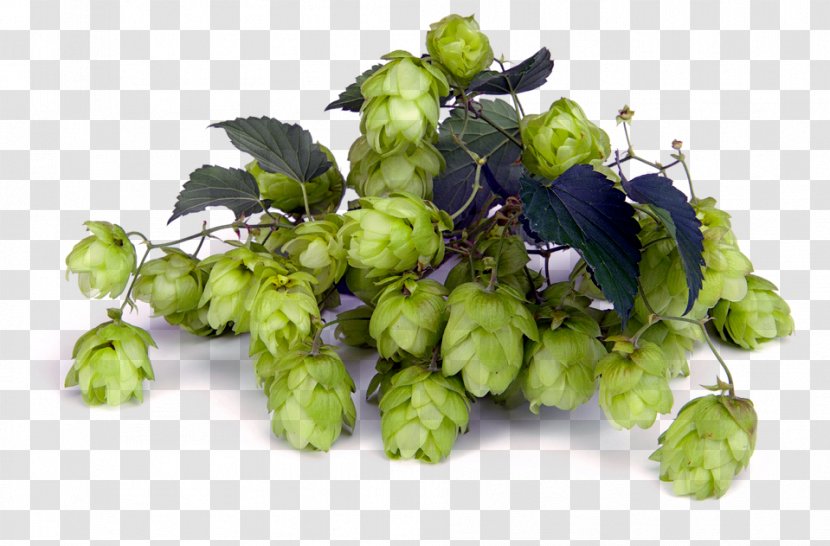Beer Brewing Grains & Malts Cascade India Pale Ale Hops - Brewery Transparent PNG