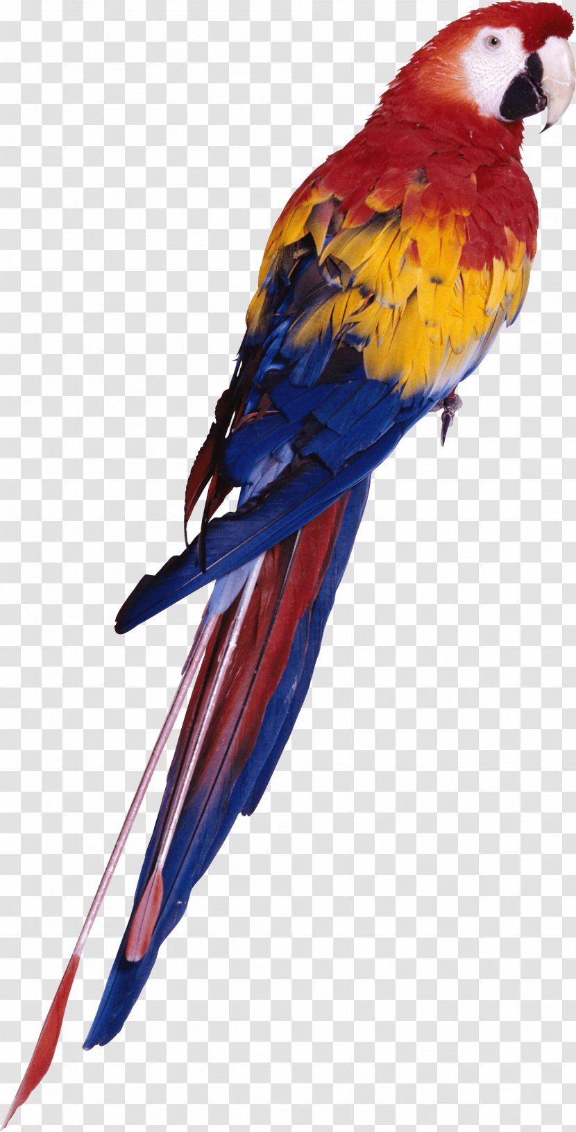 Parrot Bird - Wood - Images Download Transparent PNG