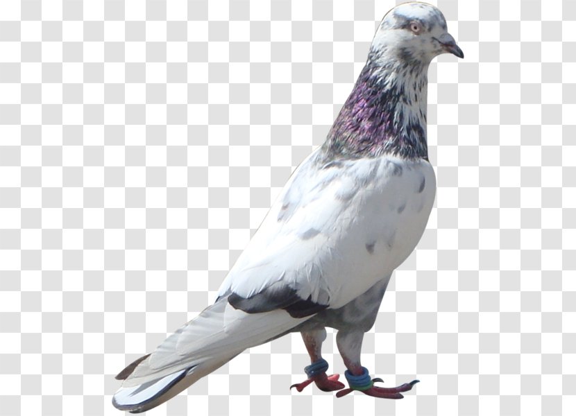 Stock Dove Columbidae Bird Feather Homing Pigeon - Tail Transparent PNG