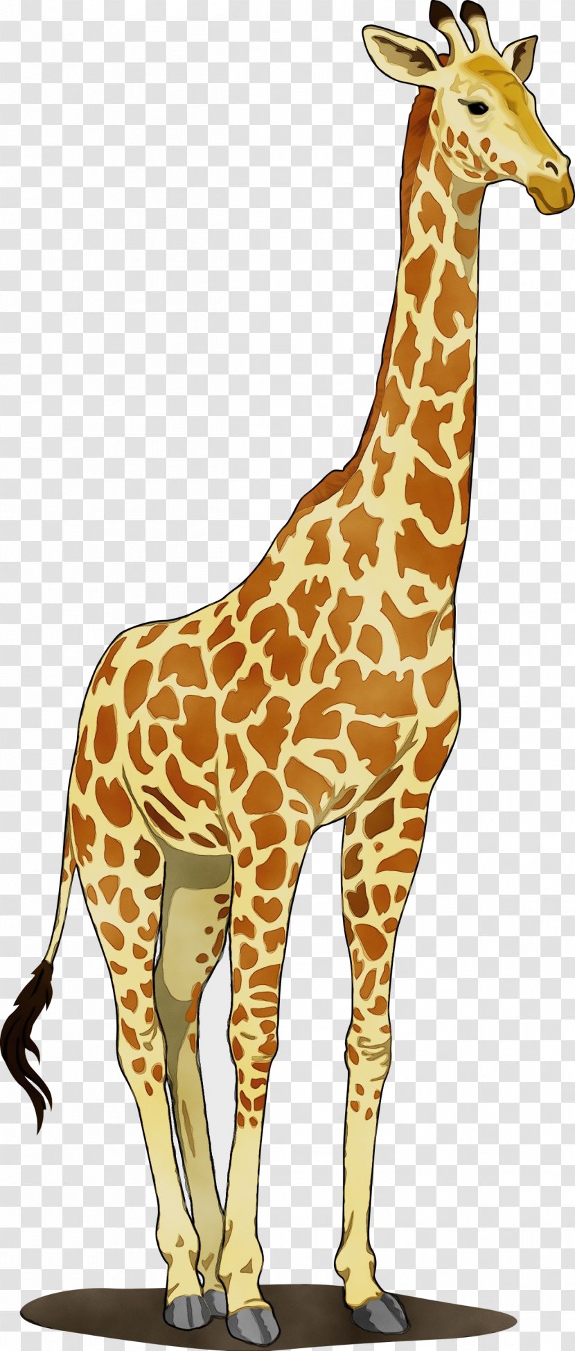Lion Cartoon - Other Giraffe - Neck Fawn Transparent PNG