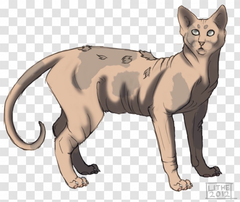 Kitten Whiskers Warriors Cats Of The Clans Transparent PNG