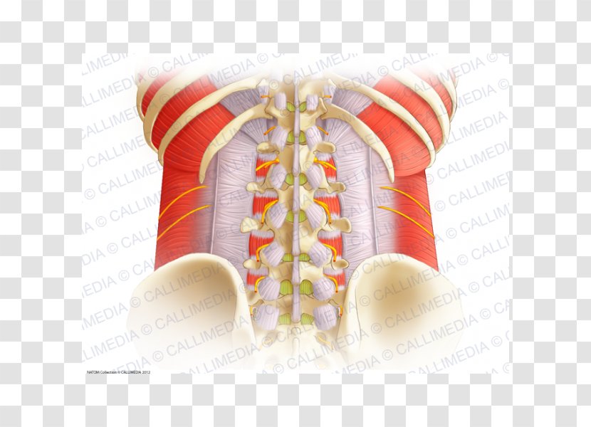 Aponeurosis Vertebral Column Thoracolumbar Fascia Anatomy Lumbar Vertebrae - Spinal Cord - Columna Transparent PNG