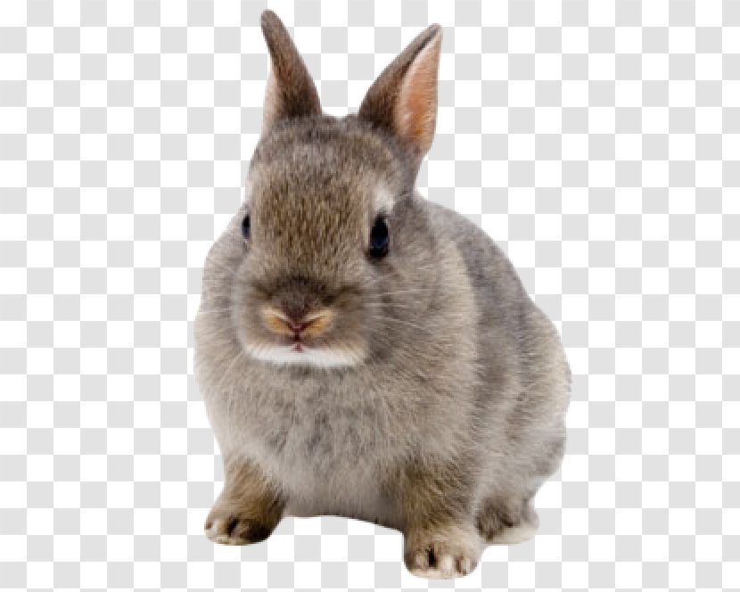Netherland Dwarf Rabbit Clip Art Image - Snout - Cruelty Free Transparent PNG