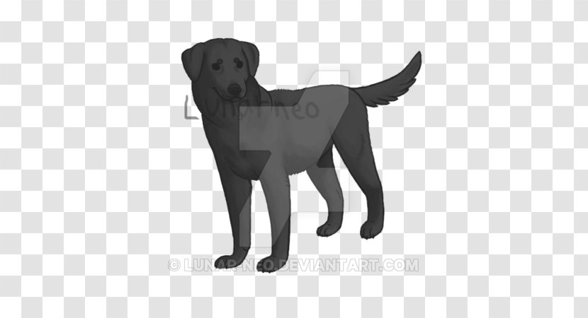 Labrador Retriever Flat-Coated Puppy Dog Breed Companion - Black Lab Transparent PNG