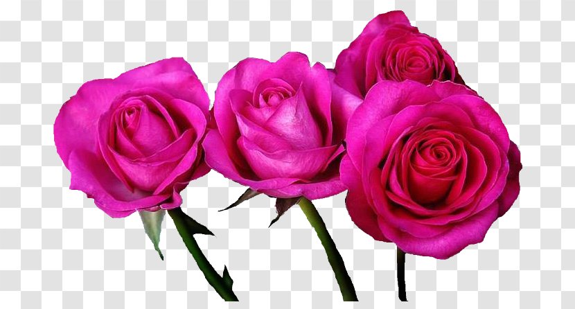 Garden Roses Cabbage Rose Pink Floribunda Flower - Magenta - Eq Transparent PNG
