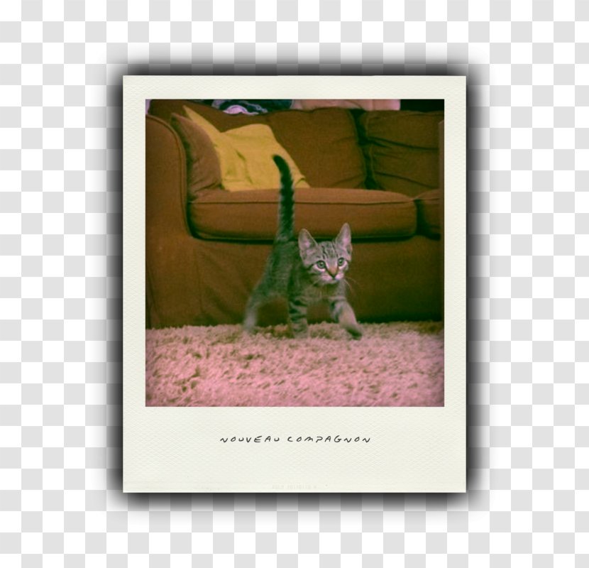 Kitten Cat Picture Frames Font - Bits And Pieces Transparent PNG