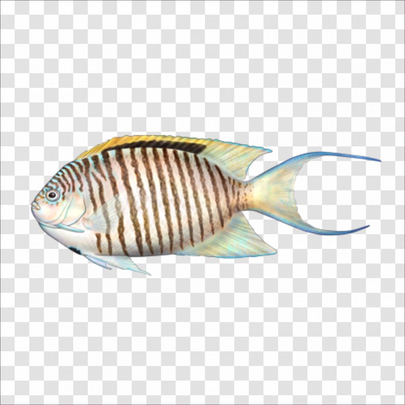Fish - Zebra - Seafood Transparent PNG