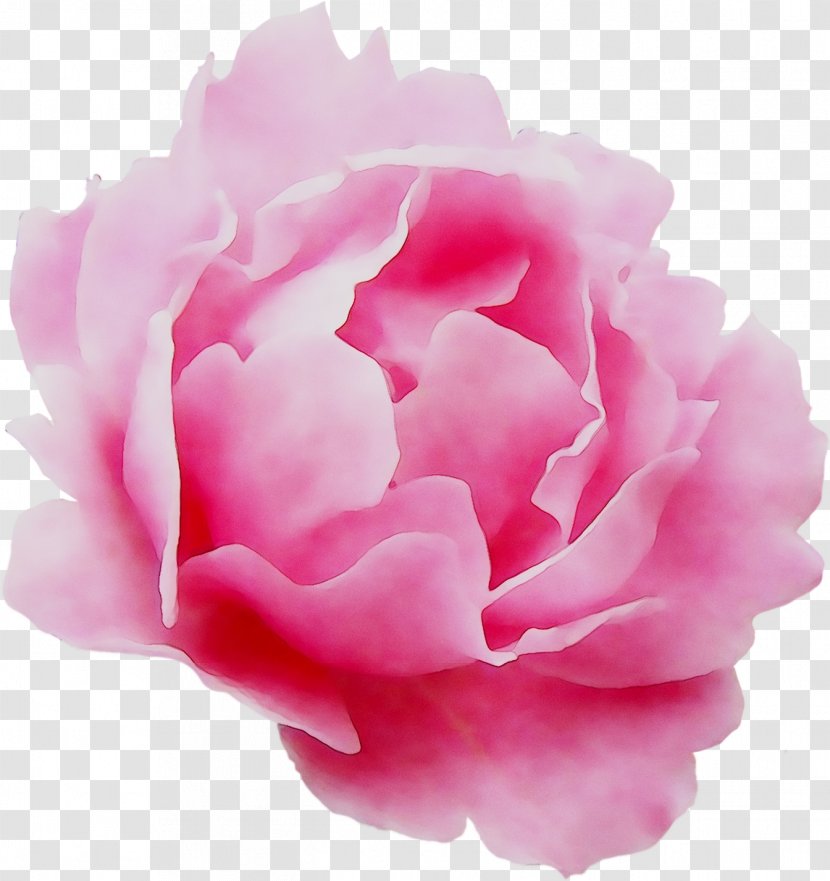 Garden Roses Cabbage Rose Floribunda Peony Cut Flowers - Herbaceous Plant - Chinese Transparent PNG
