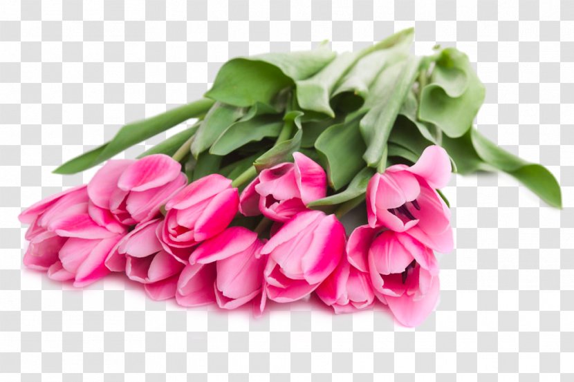 Tulip Flower Bouquet Red - Shoe - Of Tulips Transparent PNG