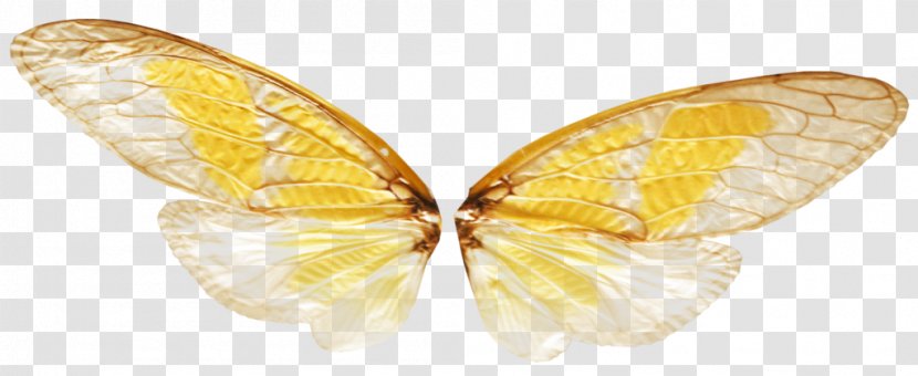 Transparency And Translucency Butterfly Insect - Information - Baby Fairy Transparent PNG
