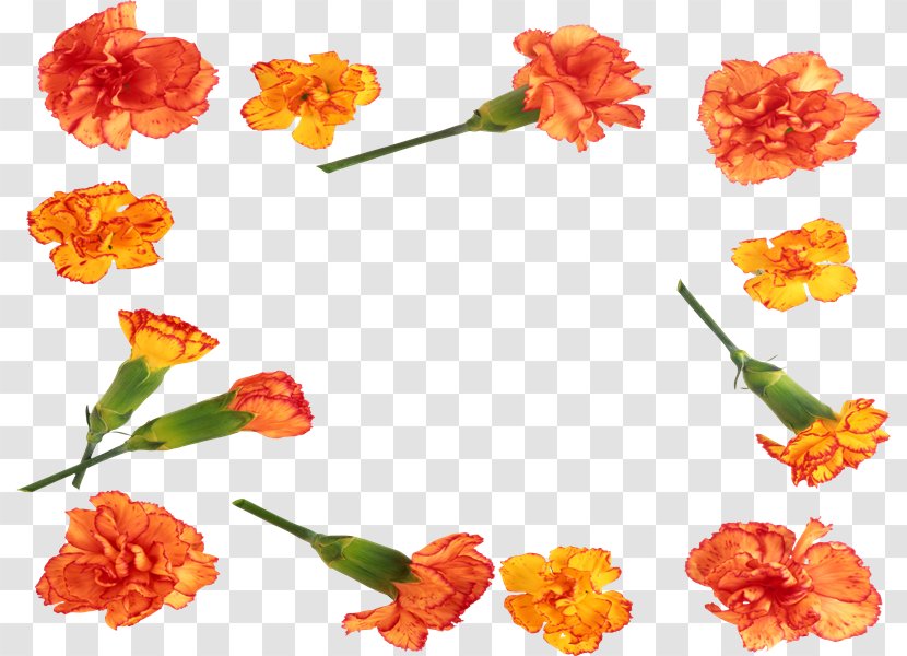 PhotoScape Cut Flowers GIMP - Flower - Qr Transparent PNG