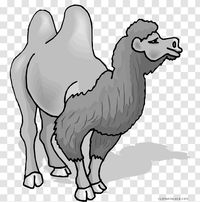 Bactrian Camel Dromedary Clip Art Openclipart Image - Heart - Black And White Transparent PNG