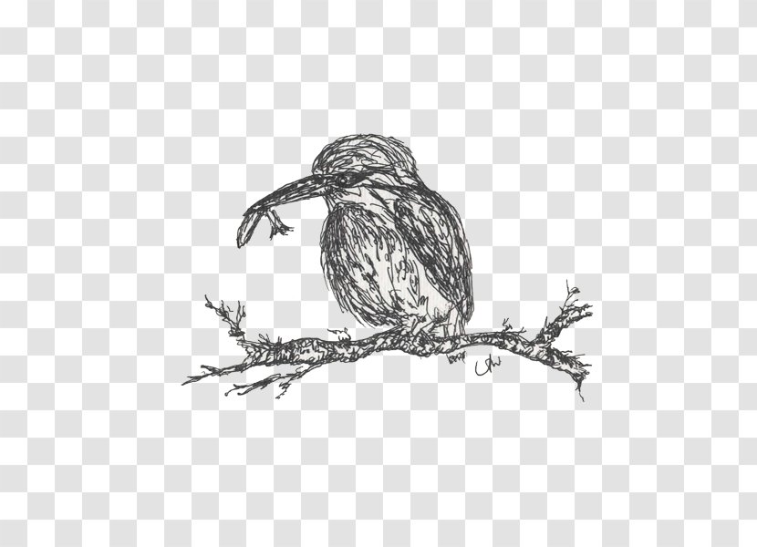 Hawk Owl Eagle Beak Drawing - Branch Transparent PNG