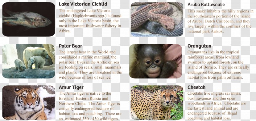 Species Survival Plan Wildlife Mammal Animal Cat - Association Of Zoos And Aquariums - Orangutan Transparent PNG