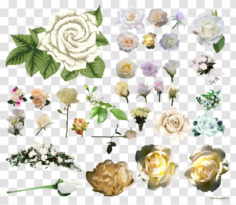 Garden Roses Centifolia Flower Clip Art - Landspace Psd Transparent PNG