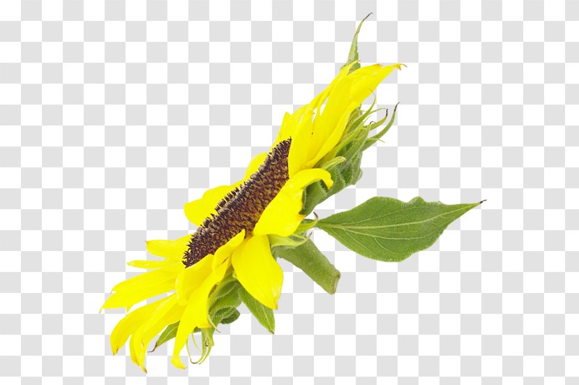 Common Sunflower Clip Art Transparent PNG