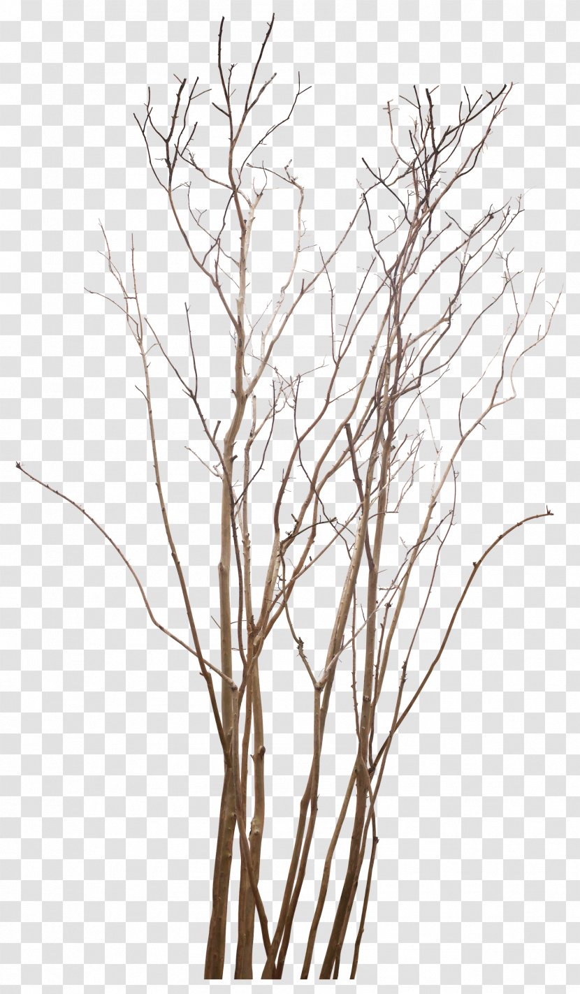 Twig Tree Clip Art - Woody Plant Transparent PNG