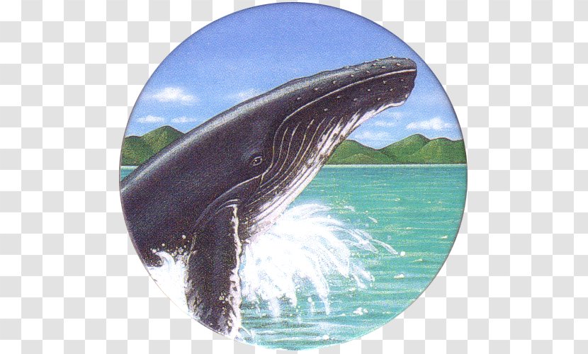 Wholphin Common Bottlenose Dolphin Killer Whale Gray Water - Wildlife - Humpback Transparent PNG