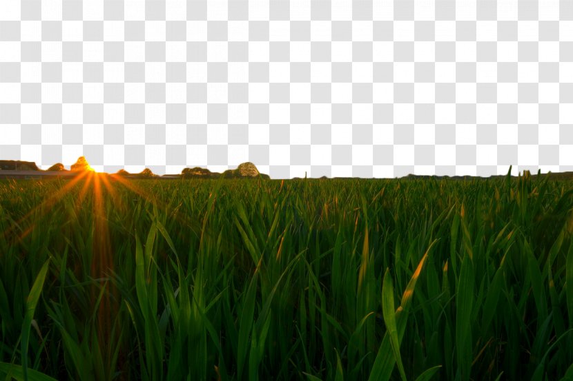 Wheat Fields Cereal - Sky - Green Field Under The Sunset Transparent PNG