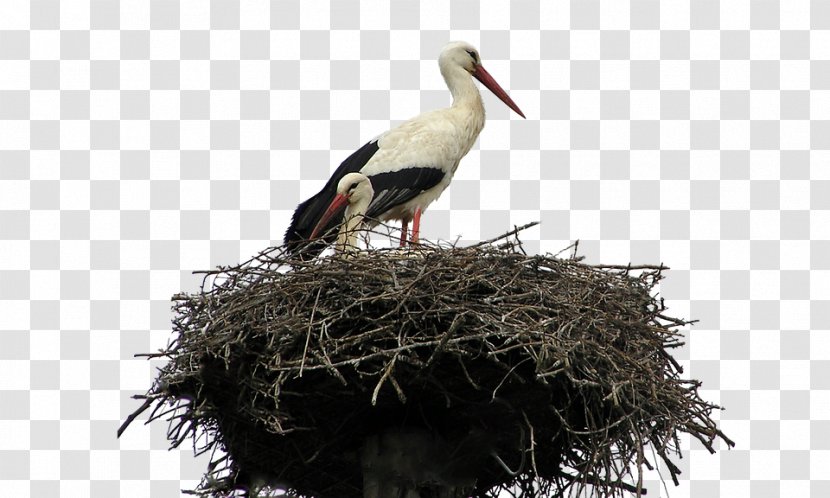 Bird Nest Parrot White Stork Cockatiel - Woodpecker Transparent PNG