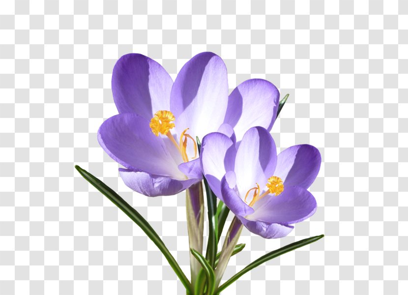 Crocus Vernus Flower Violet Blume Iridaceae - Plant Transparent PNG