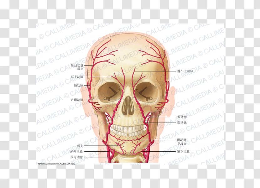 Supratrochlear Artery Anatomy Supraorbital Nerve - Tree - Superficial Temporal Transparent PNG