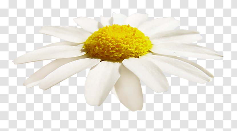 Cafe Oxeye Daisy Food - Family - Ромашки Transparent PNG