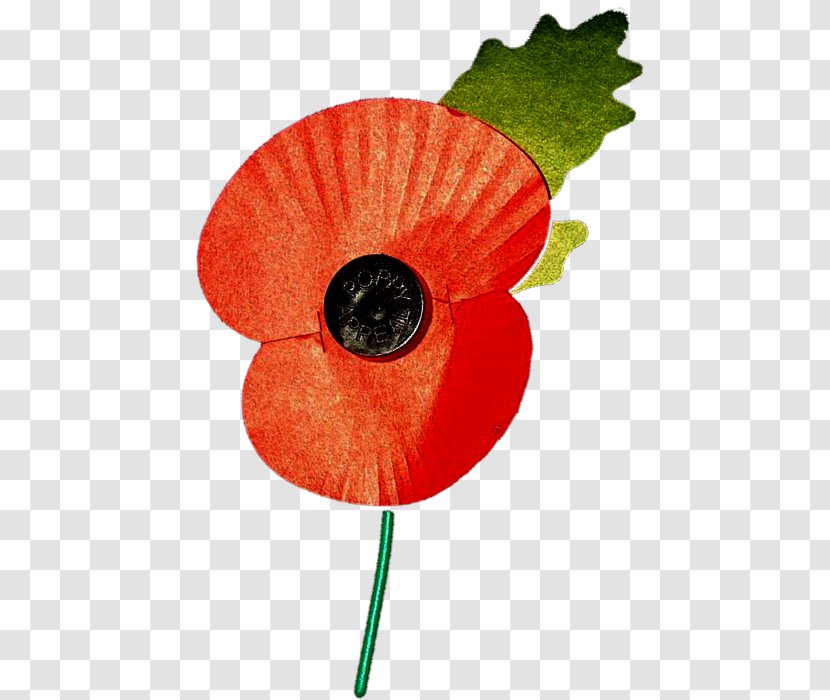 Remembrance Poppy The Royal British Legion Leaf Petal Plant Stem - Sunday Transparent PNG