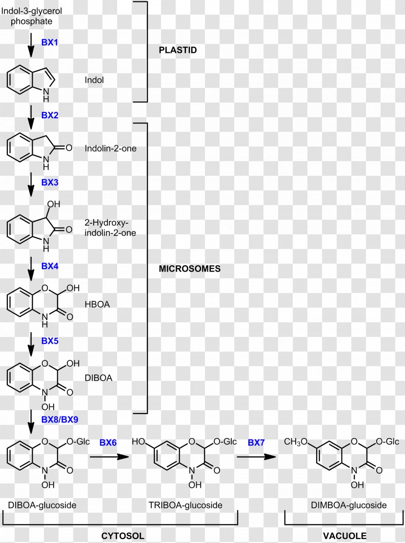Benzoxazinone Biosynthesis DIMBOA Wheat Line - Diagram Transparent PNG